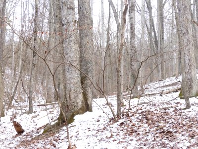 White oak in the Basic Oak - Hickory Forest at Harpers Ferry NHP photo