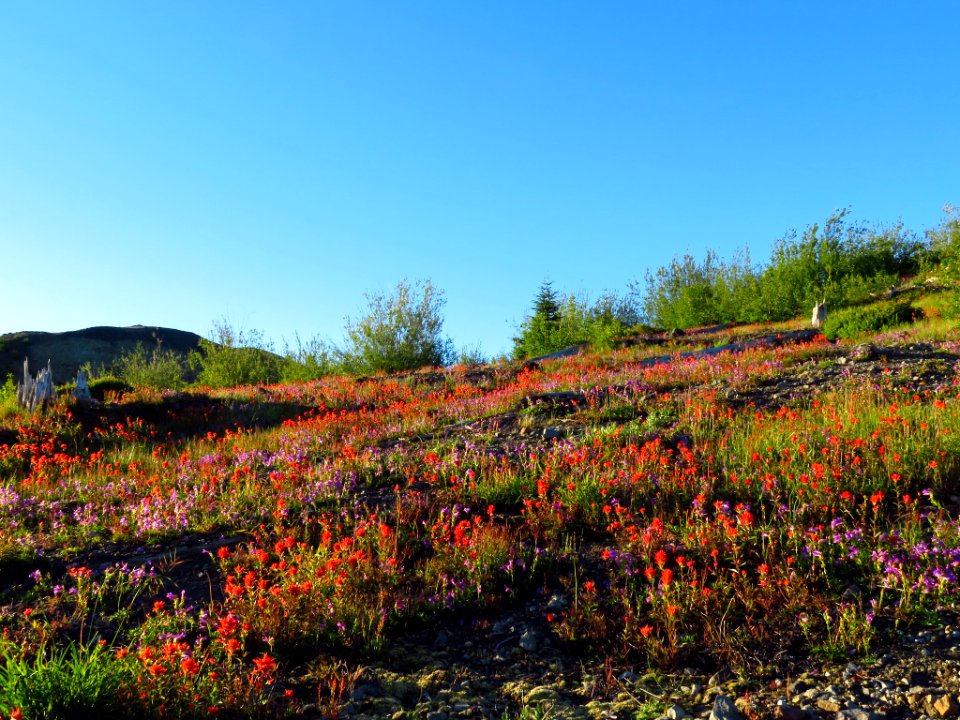 Wildflowers at Mt. Margaret Backcountry in WA