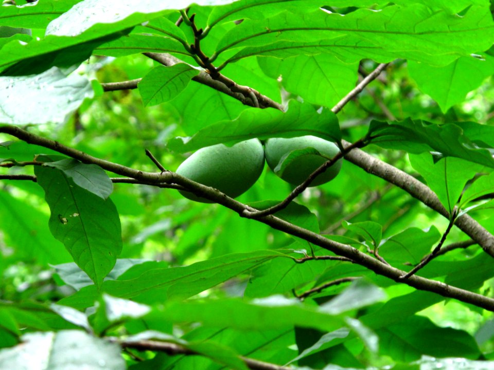 Pawpaw fruit in summer