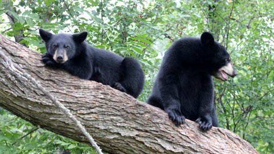 Black Bears photo