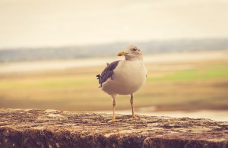 Sea Gull Pride