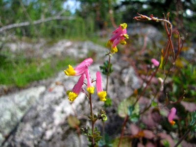 Pale Corydalis at Huron National Wildlife Refuge
