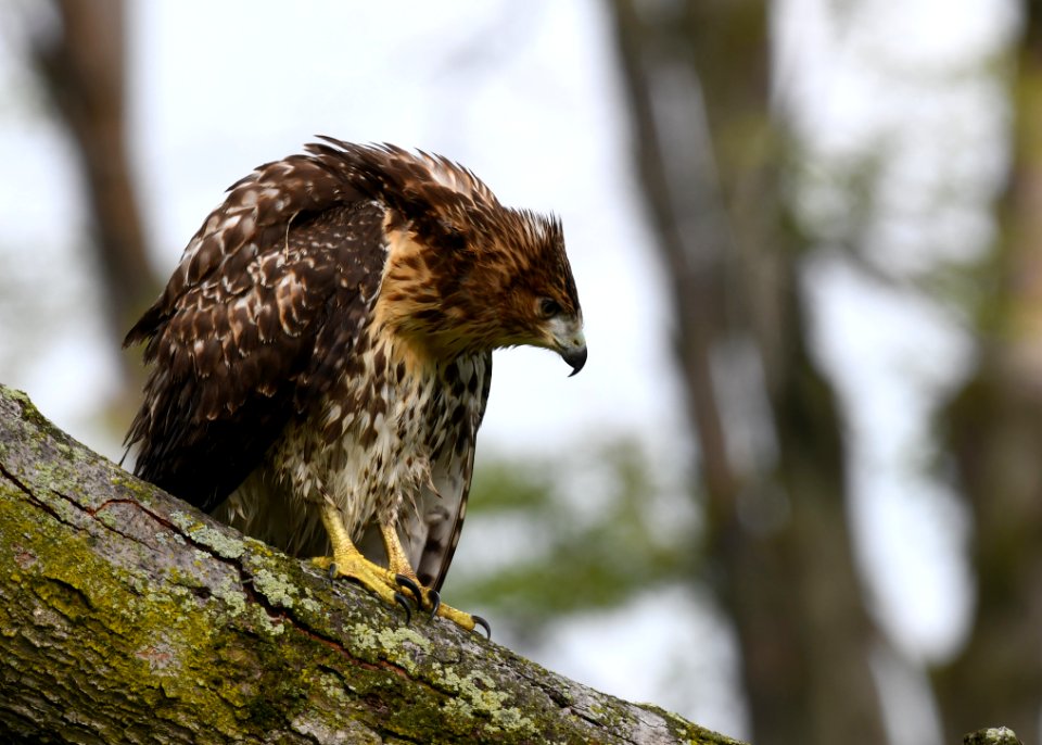 Red-tailed Hawk