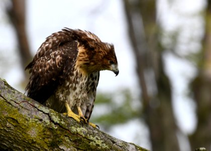 Red-tailed Hawk photo