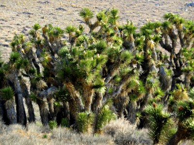 Joshua Trees near Death Valley NP in California