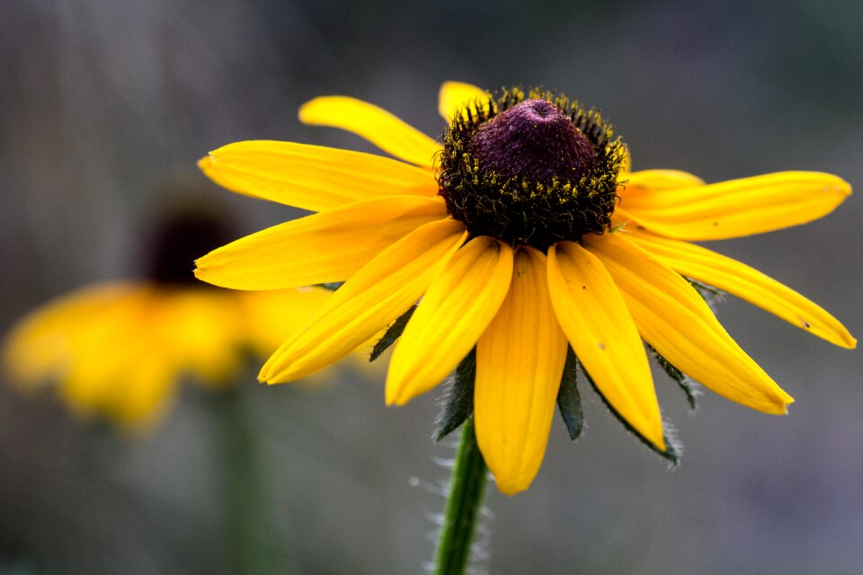 Flower coneflower macro