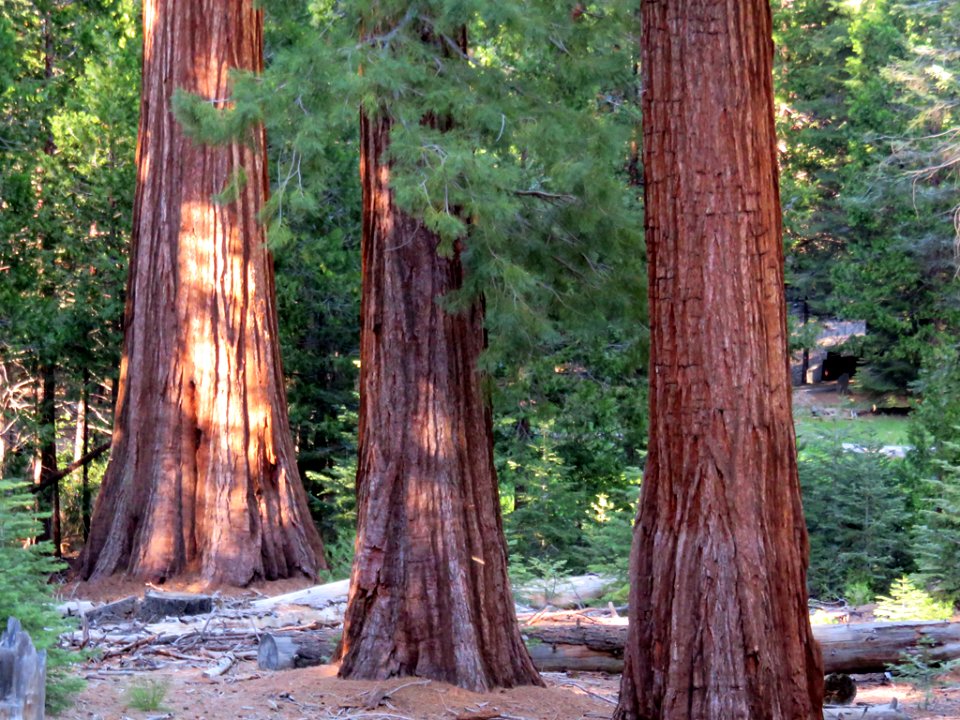 Sequoia National Forest in California