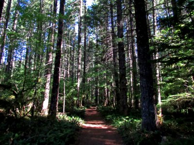 Falls Creek Falls Trail at Gifford Pinchot NF in WA