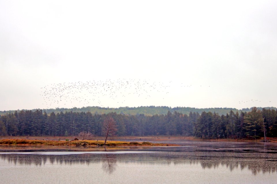 Ducks at Seney National Wildlife Refuge