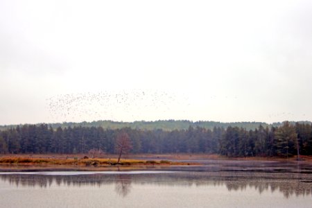 Ducks at Seney National Wildlife Refuge photo
