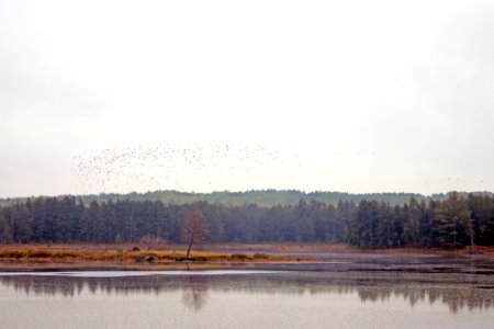 Ducks at Seney National Wildlife Refuge