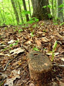 Stump sprouting