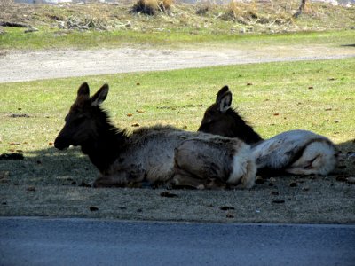 Yellowstone NP in WY