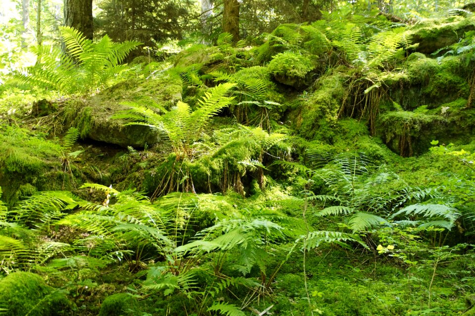 Landscape vegetation plant