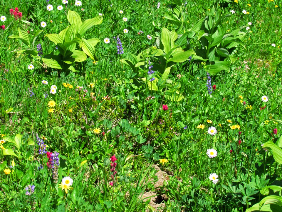 Tipsoo Lake Wildflowers at Mt. Rainier NP in WA