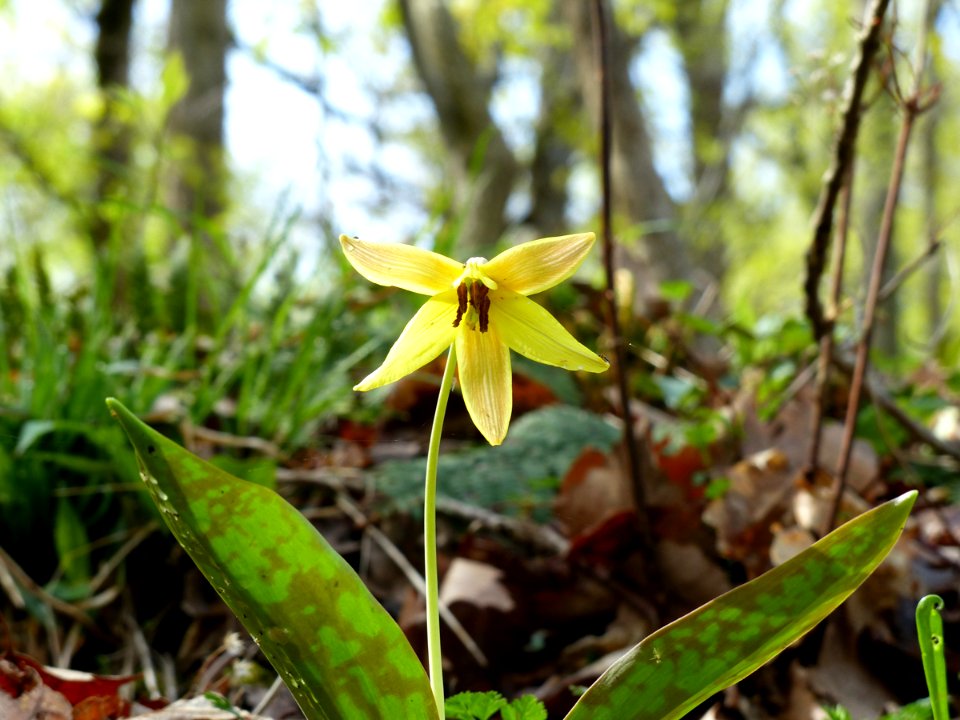 Yellow trout-lily