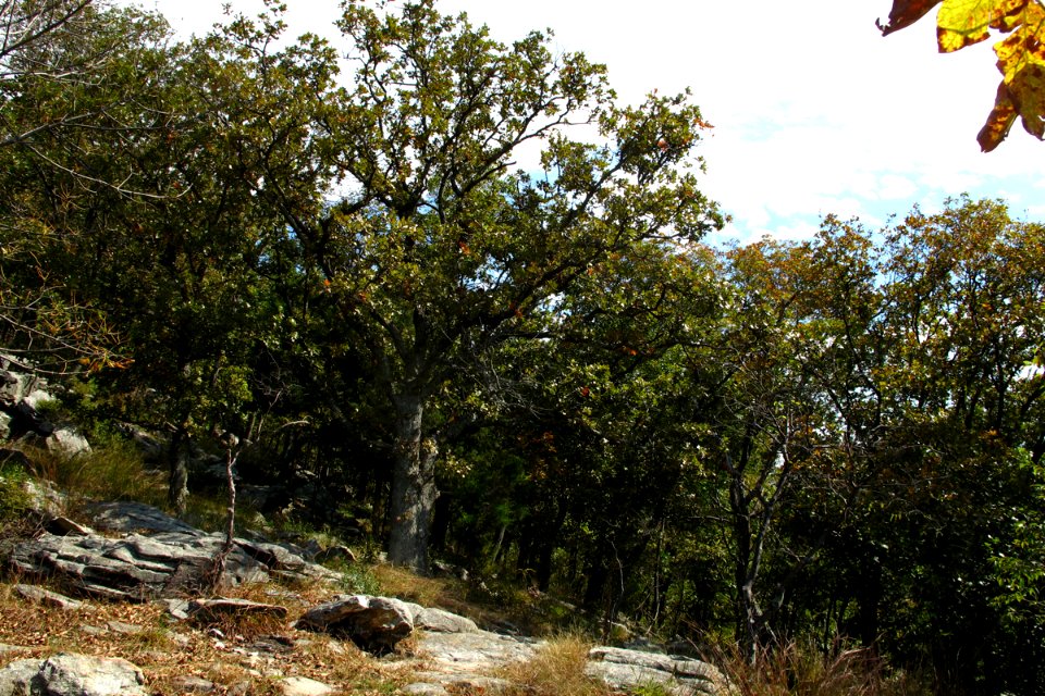 Basic Woodland at Harpers Ferry NHP