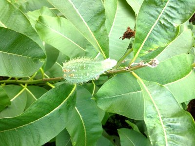 Common milkweed photo