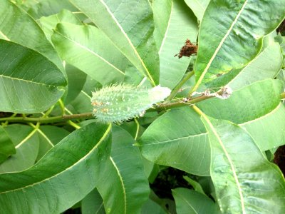 Common milkweed