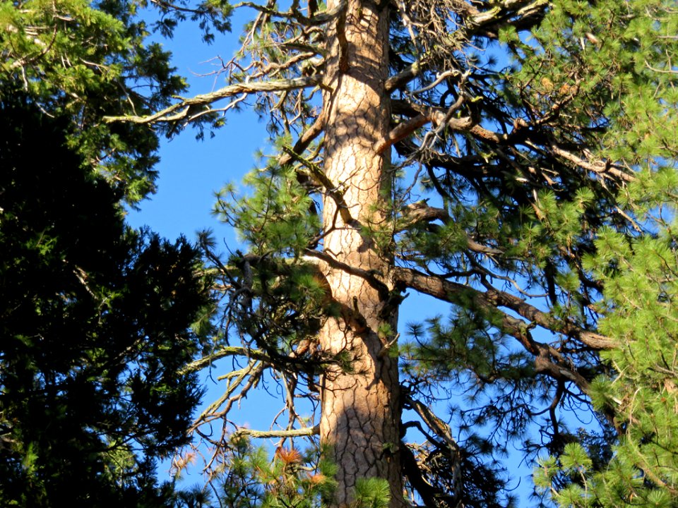 Trail Of 100 Giants at Sequoia NF in CA