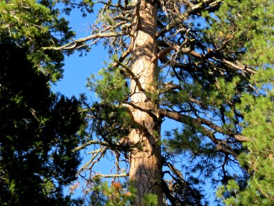 Trail Of 100 Giants at Sequoia NF in CA