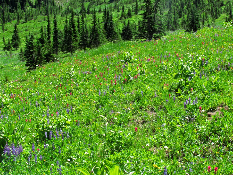 Tipsoo Lake Wildflowers at Mt. Rainier NP in WA