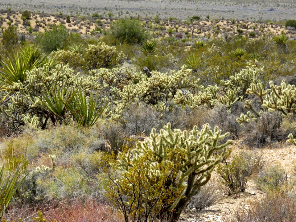 Mojave National Preserve in California