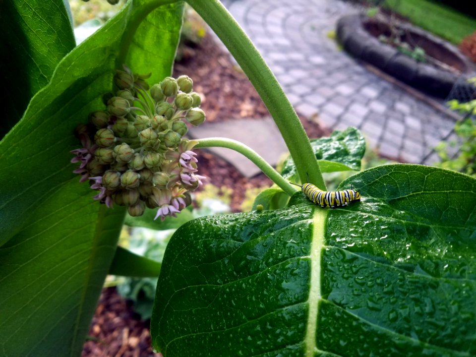 Monarch caterpillar common milkweed in a backyard garden