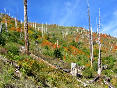 Windy Ridge at Mt. St. Helens in WA photo