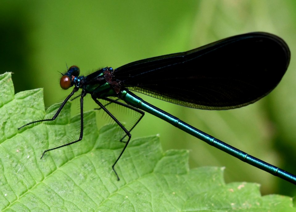 Ebony Jewelwing Damselfly