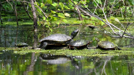 Painted and Map Turtles