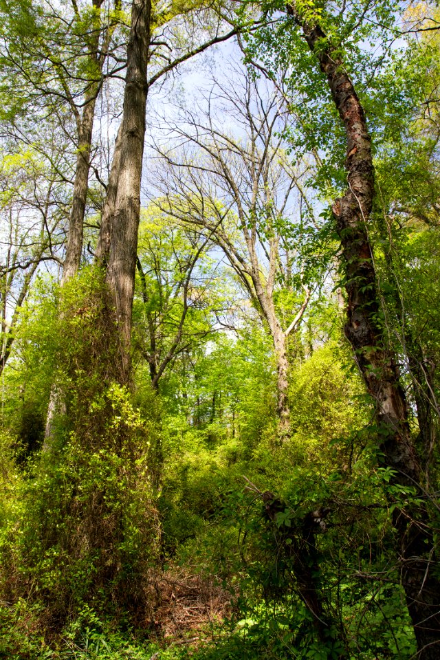 Coastal Plain Oak Forest