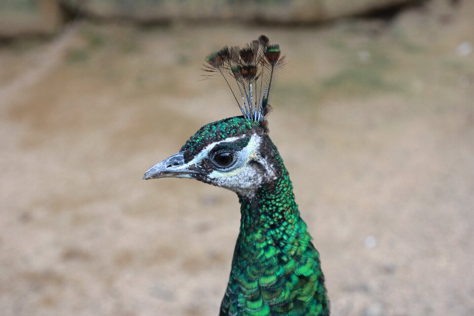 Head animal feather