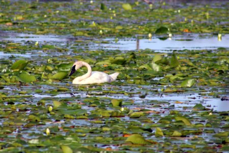 Trumpeter Swan photo