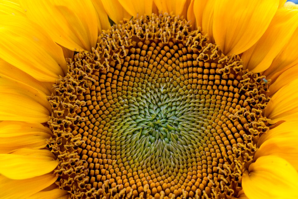 Sunflower yellow close up