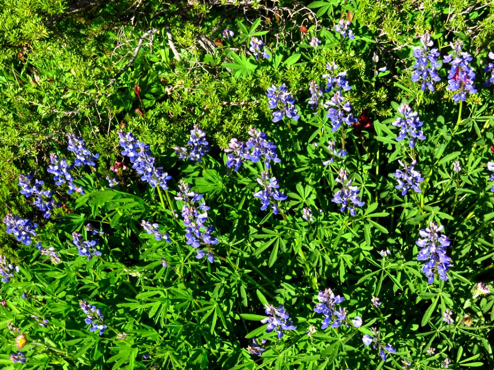Wildflowers at Mt. Rainier NP in WA