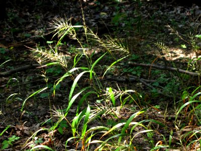 Eastern bottlebrush grass