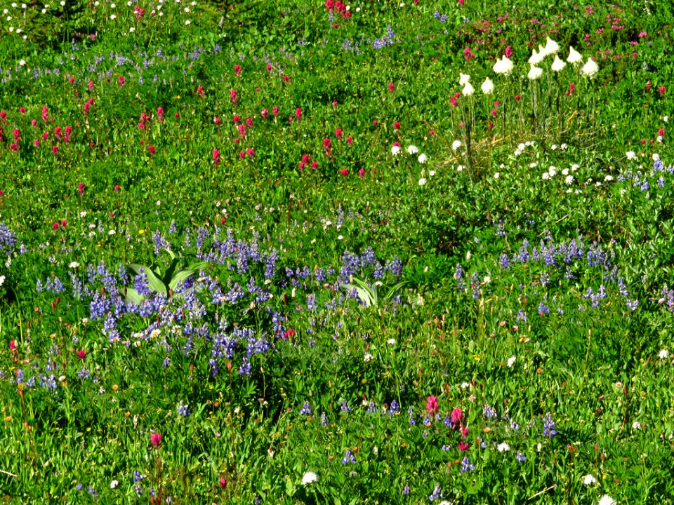 Wildflowers at Mt. Rainier NP in WA