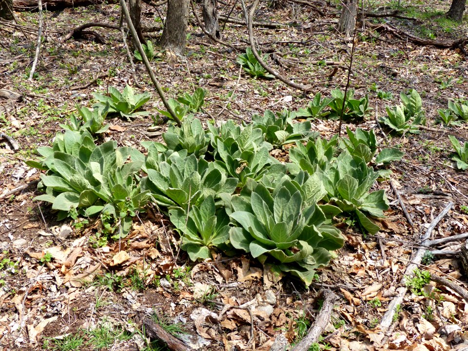Common mullein