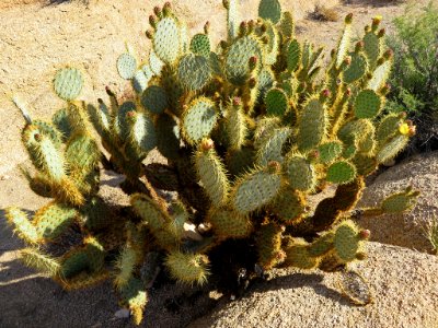 Joshua Tree NP in CA