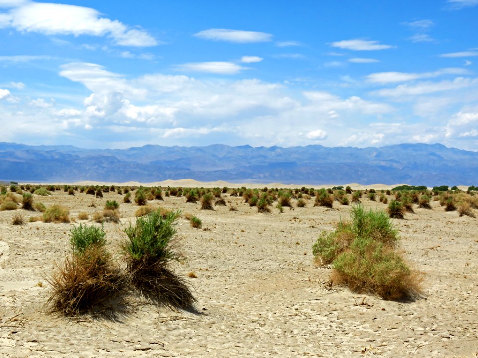 Devil's Cornfield at Death Valley NP in California