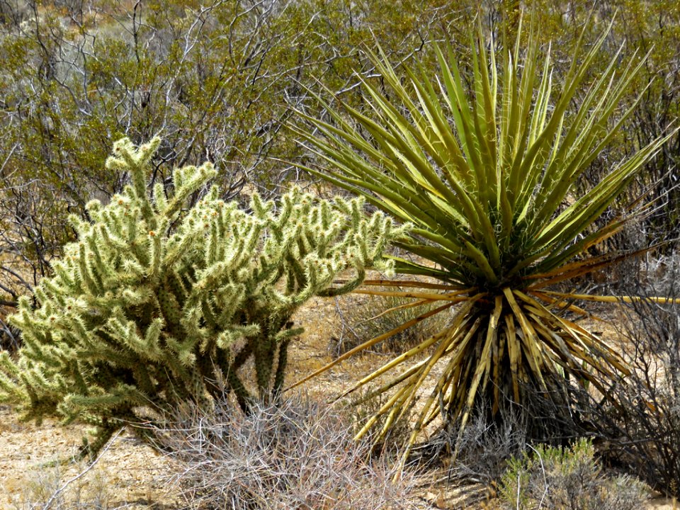 Mojave National Preserve in California