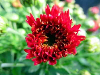 Chrysanthemum red button photo