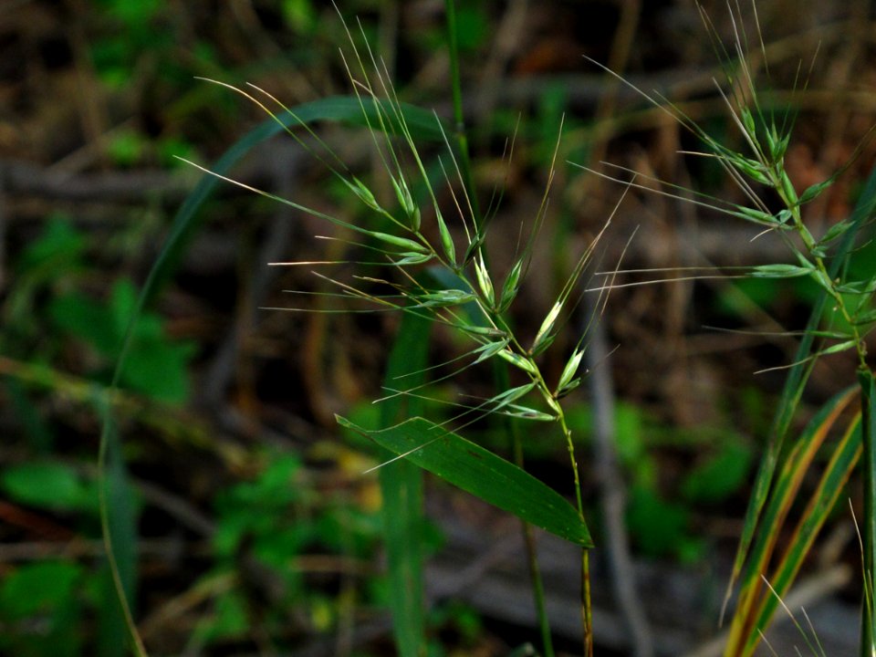 Eastern bottlebrush grass