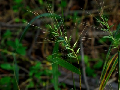 Eastern bottlebrush grass