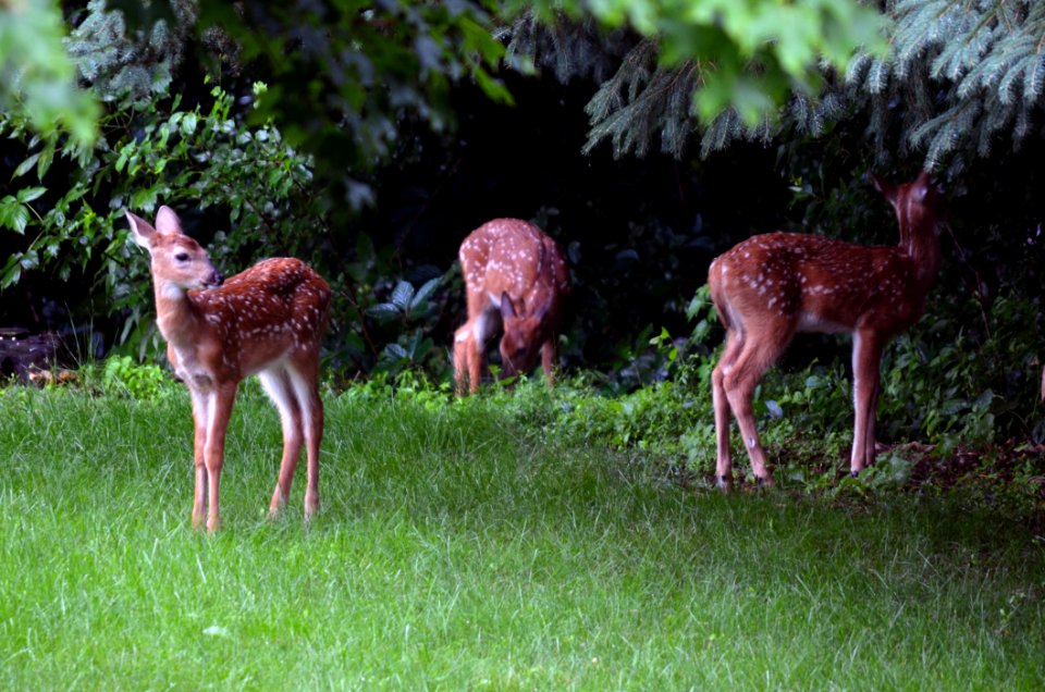 White-tailed deer fawn triplets