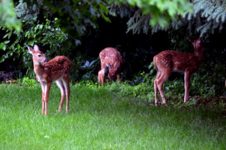 White-tailed deer fawn triplets photo