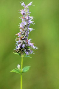 Bee on Blue Giant Hyssop photo