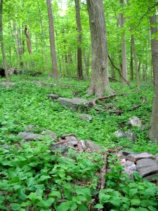Rich Cove / Mesic Slope at Harpers Ferry NHP