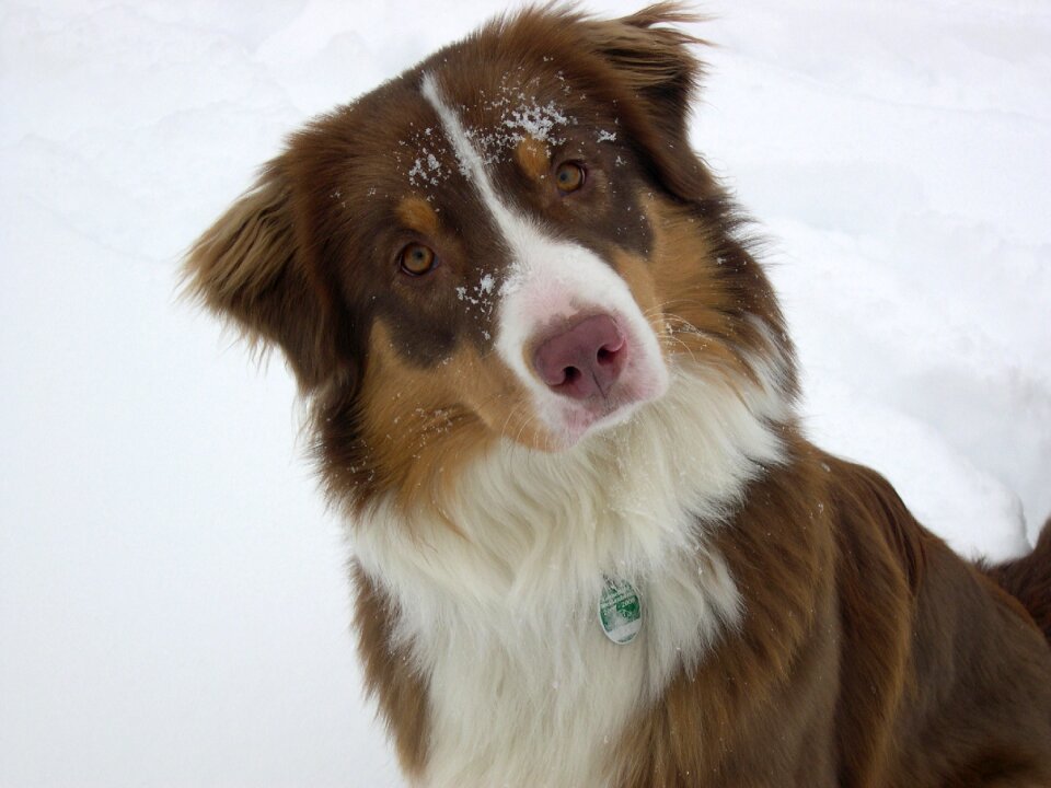 Australian shepherd pet cold